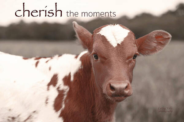 Texas Longhorn Baby Cow Picture Poster featuring the photograph Cherish the moments - Jewels by Cathy Valle