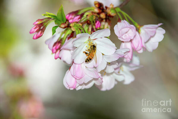 Pink Blossoms Poster featuring the photograph Cherry Blossoms, Bee, 4 by Glenn Franco Simmons