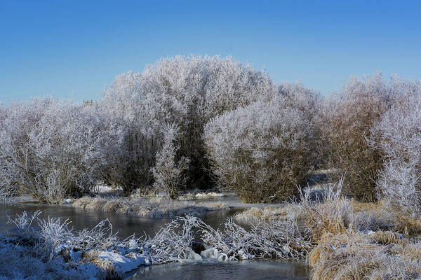 Blue Sky Poster featuring the photograph Chilly morning by Julieta Belmont