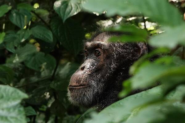 Chimpanzee Poster featuring the photograph Chimpanzee in Virunga by Melihat Veysal