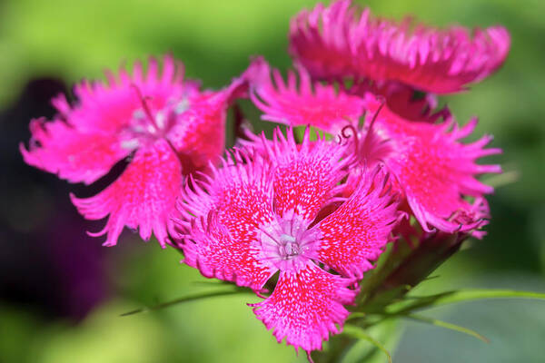 Flower Poster featuring the photograph China Pink by Dawn Cavalieri