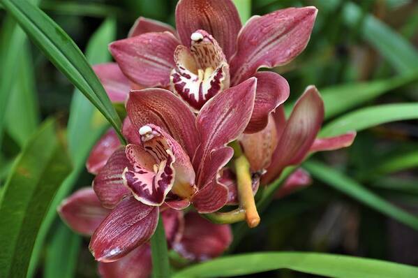 Flowers Poster featuring the photograph Chinese Cymbidium by Mike Helland
