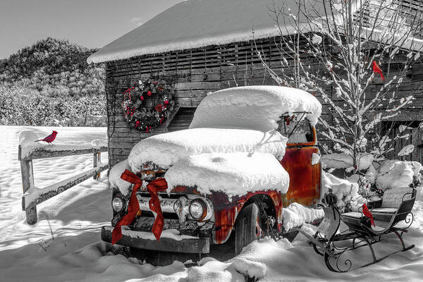 Barns Poster featuring the photograph Christmas Cardinals Black and White and Red by Debra and Dave Vanderlaan