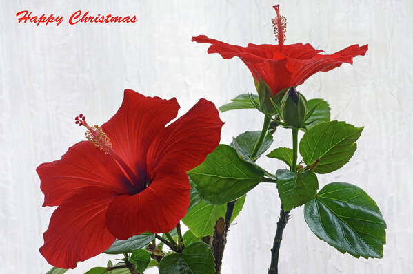 Christmas Cards Poster featuring the photograph Christmas Hibiscus by Terence Davis