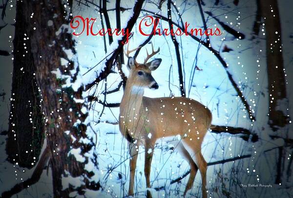 Buck Poster featuring the photograph Christmas in the Woods by Mary Walchuck