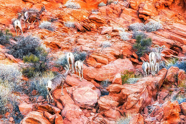 Valley Of Fire Poster featuring the photograph Climbing Desert Bighorn Sheep Nevada by Tatiana Travelways