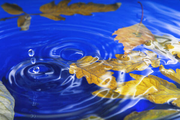 Abstract Poster featuring the photograph Close Up Of The Autumn Leaves In Water And Splash by Severija Kirilovaite