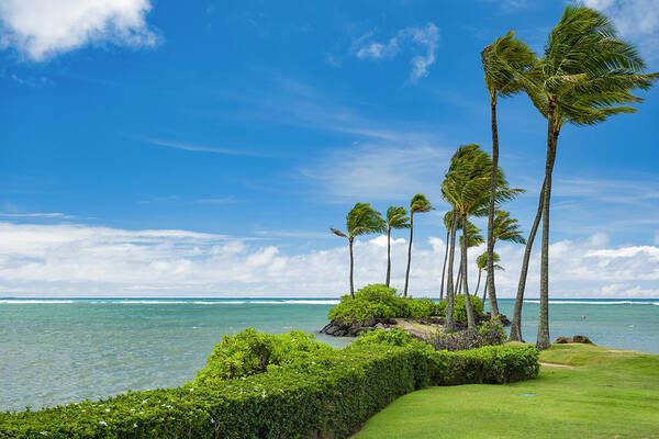 Coconut Poster featuring the photograph Coconut palms along the shoreline by David L Moore