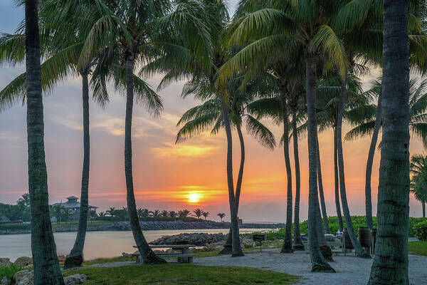 Florida Poster featuring the photograph Coconut Trees at Sunrise Dubois Park Jupiter Florida by Kim Seng