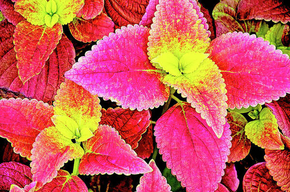 David Lawson Photography Poster featuring the photograph Coleus colorfulius by David Lawson