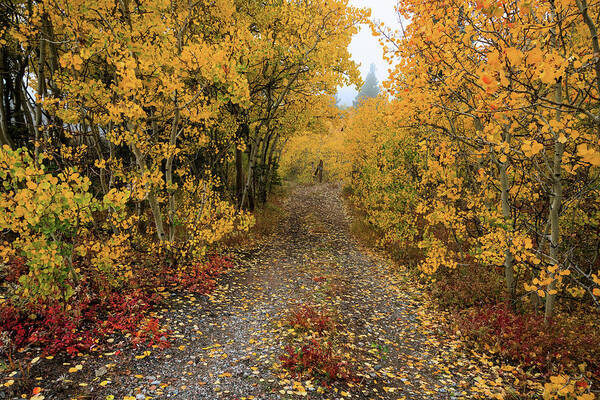 Path Poster featuring the photograph Colorful Autumn Path by James BO Insogna