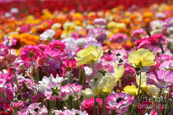 Flowers Poster featuring the photograph Colorful Flowers by Rich Cruse