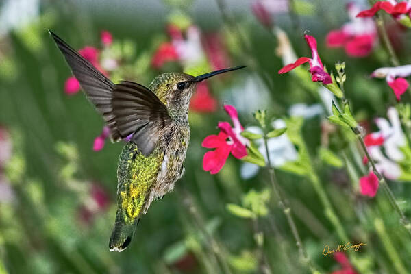 Hummingbird Poster featuring the photograph Colorful Hummer by Dan McGeorge