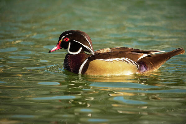 Ducks Poster featuring the photograph Colorful Wood Duck by Jamie Pattison