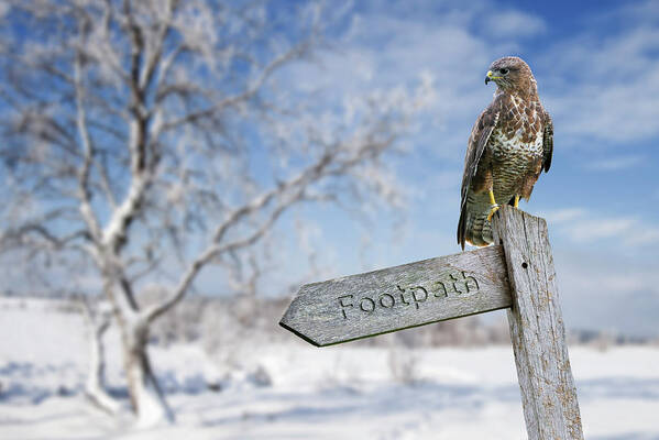 Common Buzzard Poster featuring the photograph Common Buzzard Perched in Winter by Arterra Picture Library