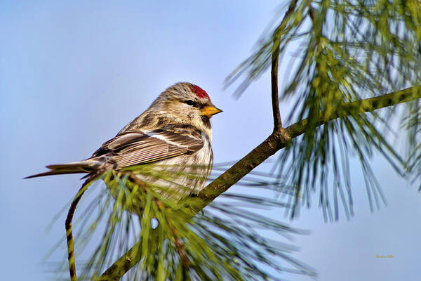 Bird Poster featuring the photograph Common Redpoll Bird by Christina Rollo