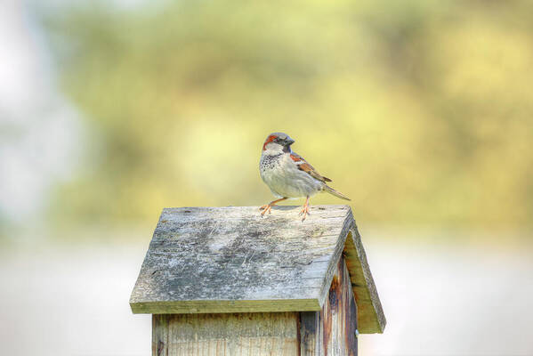 Bird Poster featuring the photograph Common Sparrow by Loyd Towe Photography