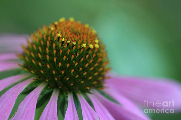 Coneflower; Echinacea; Flower; Blossom; Flower; Flowers; Petals; Close-up; Macro; Purple; Green; Violet; Dreamy; Horizontal; Garden; Spring Poster featuring the photograph Coneflower Dream by Tina Uihlein