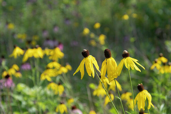 Gray-headed Coneflower Poster featuring the photograph Coneflower Meadow by Cascade Colors