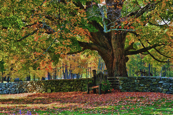 Autumn Poster featuring the photograph Connecticut fall colors by Jeff Folger