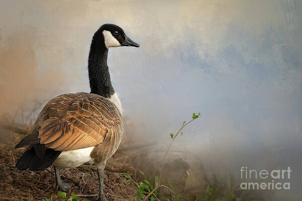 Goose Poster featuring the photograph Contemplation by Shelia Hunt