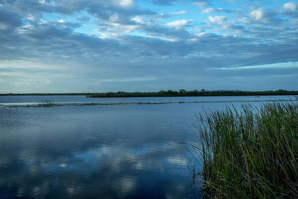 Everglades Poster featuring the photograph Cool Blue Everglades by Blair Damson