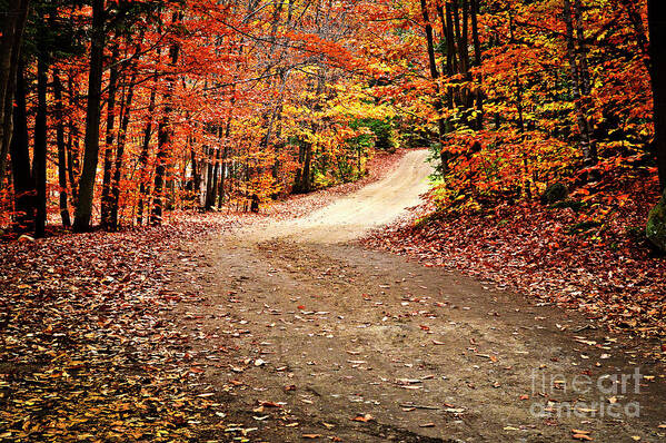Fall Poster featuring the photograph Country road in fall forest by Elena Elisseeva