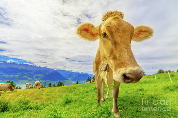 Cow Poster featuring the photograph Cow in Mount Rigi by Benny Marty