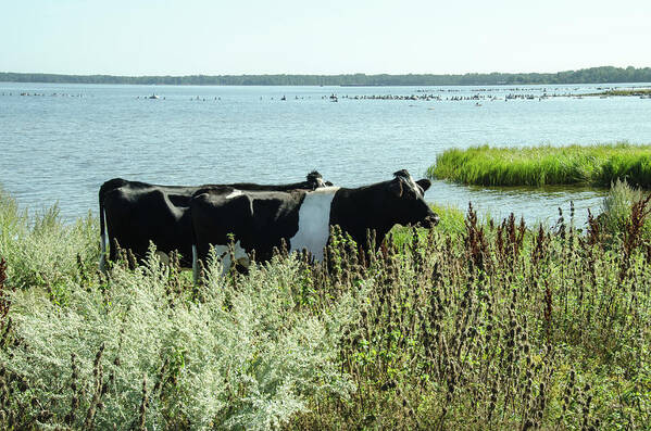 Cows Poster featuring the photograph Cows at the beach by Elaine Berger
