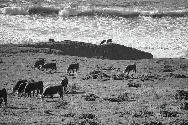 California Poster featuring the photograph Cows Pacific Coastline California Big Sur BW by Chuck Kuhn