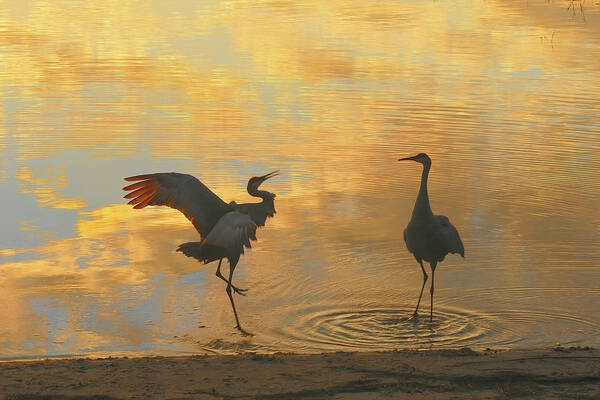 Crane Poster featuring the photograph Crane Mating Dance #3 by Jerry Griffin