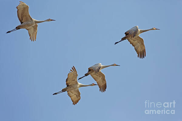 Bird Poster featuring the photograph Crex Meadows Sandhill Crane Flight by Natural Focal Point Photography