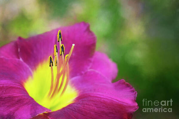 Daylily Poster featuring the photograph Crimson Daylily Magic by Anita Pollak