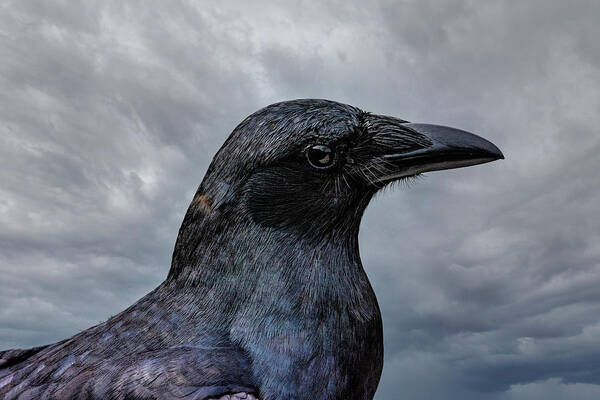 Crow Poster featuring the photograph Crow Portrait by Cathy Kovarik