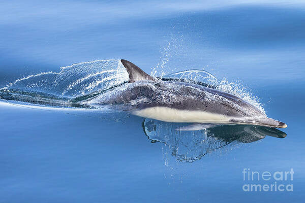 Danawharf Poster featuring the photograph Cruising Dolphin by Loriannah Hespe