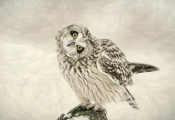 Short Eared Owl Poster featuring the photograph Curious Little Owl by Susan Hope Finley