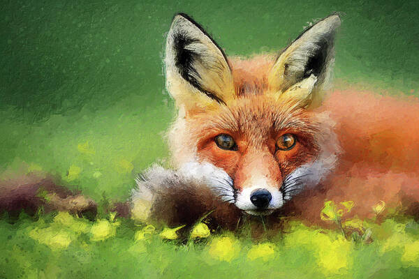 Fox Poster featuring the digital art Curled up Fox by Geir Rosset