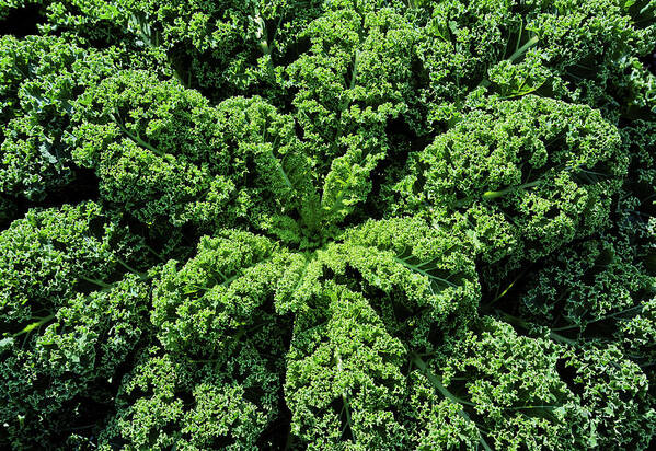 Curly Kale Poster featuring the photograph Curly Kale by Maria Meester