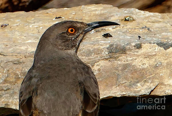 Wild Life Poster featuring the photograph Curved Billed Thrasher Bird by Sandra J's