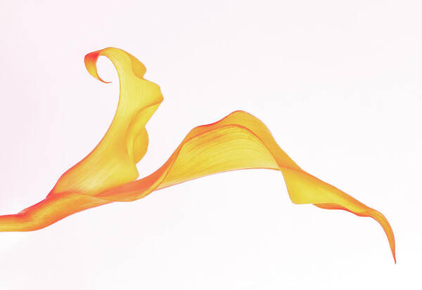 Calla Lily Poster featuring the photograph Curves Of Calla by Elvira Peretsman
