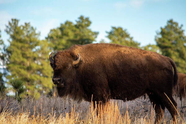 American Bison Poster featuring the photograph Custer South Dakota Bison by Kyle Hanson
