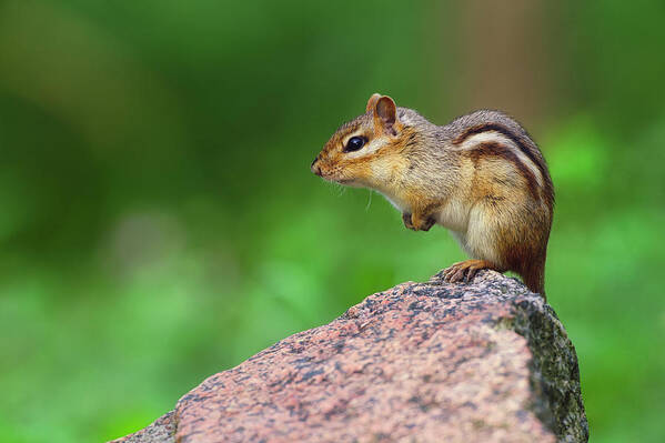 Brown Poster featuring the photograph Cute animal photo Eastern Chipmunk on rock CH9366 by Mark Graf