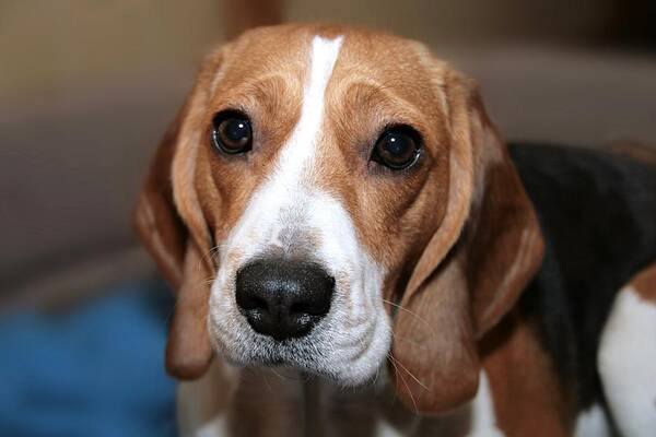 Cute Beagle Poster featuring the photograph Cute Beagle 8 by Masha Batkova