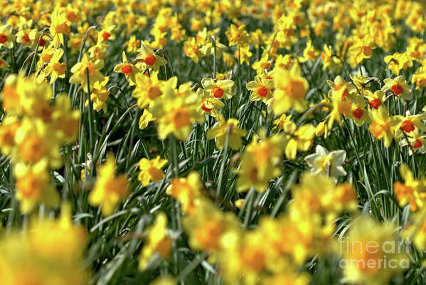 Flower Poster featuring the photograph Daffodil Carpet by Stephen Melia