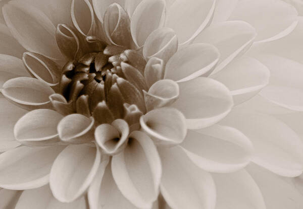 Art Poster featuring the photograph Dahlia V Sepia by Joan Han