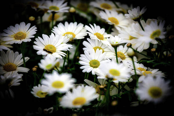 Daisies Poster featuring the photograph Daisy Serenade by Sublime Ireland