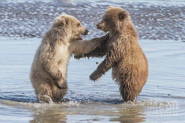 Bear Poster featuring the photograph Dancing Bears by Chris Scroggins
