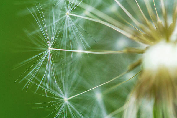 Dandelion Poster featuring the photograph Dandelion by David Morehead