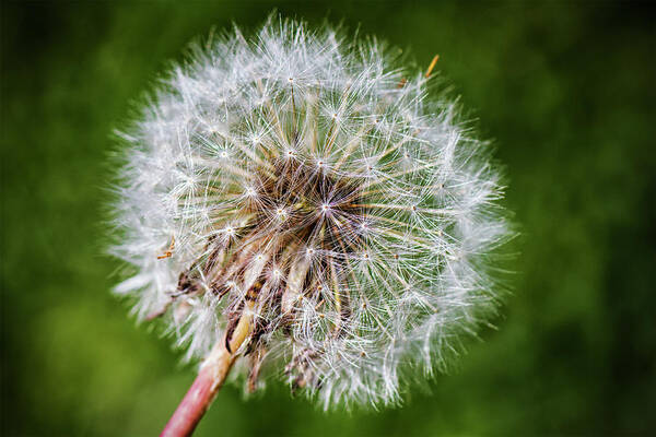 Weed Poster featuring the photograph Dandelion Fluff 1 by Bob Decker