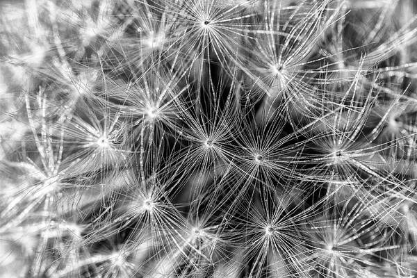 Dandelion Poster featuring the photograph Dandelion Seed Pod by Bob Decker